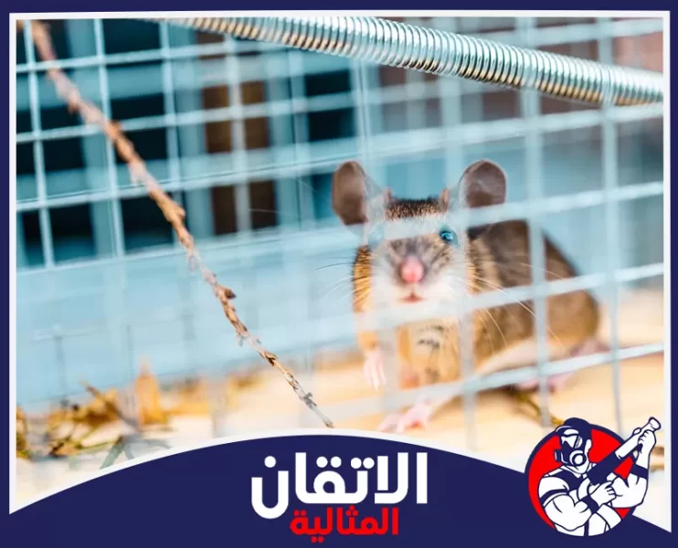 شركة مكافحة القوارض في الخبر