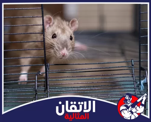 شركة مكافحة القوارض في الخبر0567008659 اتقان المثاليه قارض داخل مصيدة يوضح دقة التعامل مع أماكن نشاط الفئران.