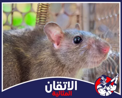شركة مكافحة القوارض في الخبر0567008659 اتقان المثاليه رصد حركة القوارض مبكرًا يساعد على منع انتشارها داخل المكان.
