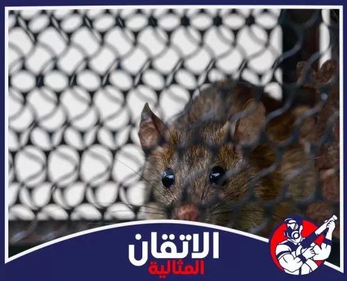شركة مكافحة القوارض في الخبر0567008659 اتقان المثاليه قارض خلف حاجز شبكي يوضح أهمية منع مسارات الدخول للموقع.