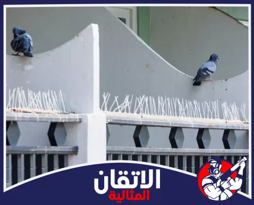 تركيب حماية المكيفات الخارجية بالأحساء 0567008659 شركة أتقان المثالية فردتا حمام تقفان على جدار خرساني أعلى سور حديدي مثبت عليه أشواك بلاستيكية بيضاء لطرد الطيور.
