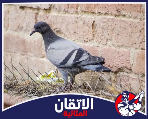 تركيب أشواك طاردة للحمام بالظهران 0567008659 شركة أتقان المثالية لقطة جانبية لحمامة رمادية تعكس التناقض بين رقة الطائر وقسوة الأسلاك المعدنية والجدار