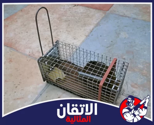 تنظيف وتعقيم ما بعد الإصابة بالأحساء 0567008659 شركة أتقان المثالية مصيدة فئران سلكية مستطيلة بداخلها قطعة جبن كطعم، موضوعة على أرضية من البلاط الملون.