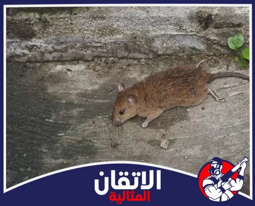 مكافحة القوارض بالقطيف 0567008659 الأتقان المثالية جرذ يظهر على الأرضية الخارجية، يمثل الهدف الرئيسي لخدمة مكافحة الفئران بالقطيف لضمان بيئة خالية من القوارض.