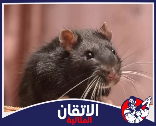 القضاء على الفئران في مواسير الصرف بالقطيف 0567008659 الأتقان المثالية صورة مقربة لفأر أسود يظهر تفاصيله بوضوح، يمثل هدف خدمة مكافحة الفئران بالقطيف لضمان القضاء على القوارض في المنازل والمباني.