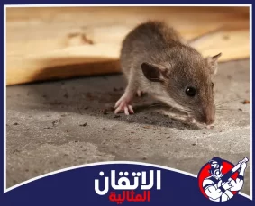 شركة مكافحة القوارض في القطيف