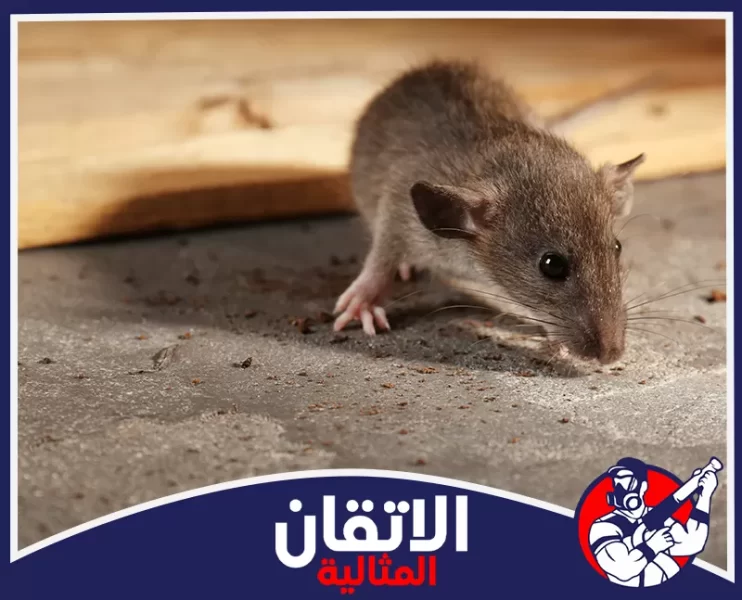 شركة مكافحة القوارض في القطيف