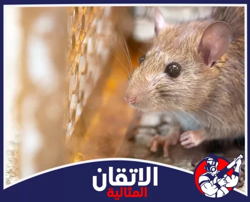 مكافحة القوارض في المطاعم بالقطيف 0567008659 الأتقان المثالية فأر بني قريب من شبكة أو فتحة، يمثل الهدف من خدمة مكافحة الفئران بالقطيف لضمان بيئة خالية من القوارض.