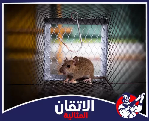 مكافحة الفئران في المنازل في الجبيل 0567008659 شركة أتقان المثالية طرق آمنة وفعالة لإمساك الفئران باستخدام المصائد الحية دون مواد سامة
