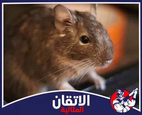 مكافحة الفئران في المجاري والبيارات في الجبيل 0567008659 شركة أتقان المثالية خدمات مكافحة الحشرات والصراصير للمنازل والمنشآت بأمان واحترافية عالية