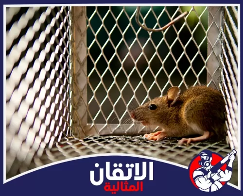 مكافحة الفئران داخل المنازل في الأحساء 0567008659 شركة أتقان المثالية فأر بني صغير محتجز داخل مصيدة سلكية معدنية شبكية، ينظر بترقب وخلفيته مظلمة وضبابية.