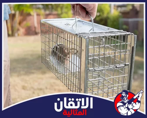مكافحة القوارض للمطاعم في الظهران 0567008659 شركة أتقان المثالية مصيدة فئران سلكية تحتوي على قارض تم الإمساك به، يحملها شخص في مكان مفتوح