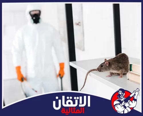مكافحة القوارض للفلل في الظهران 0567008659 شركة أتقان المثالية عامل إبادة القوارض يرتدي بدلة حماية وكمامة ويرصد جرذاً بنياً فوق الطاولة