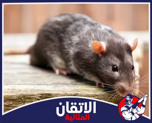 مكافحة القوارض في المطابخ بالأحساء 0567008659 شركة أتقان المثالية جرذ بني يشم الأرضية، على سطح خشبي، بخلفية ضبابية