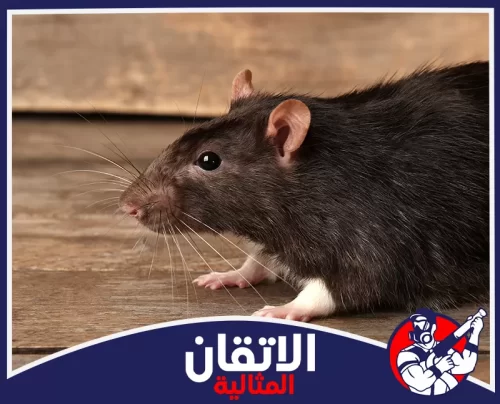 مكافحة القوارض في المدارس بالجبيل 0567008659 شركة أتقان المثالية التخلص من الجرذان والفئران بشكل نهائي وبأحدث الطرق الآمنة للمنشآت والمنازل