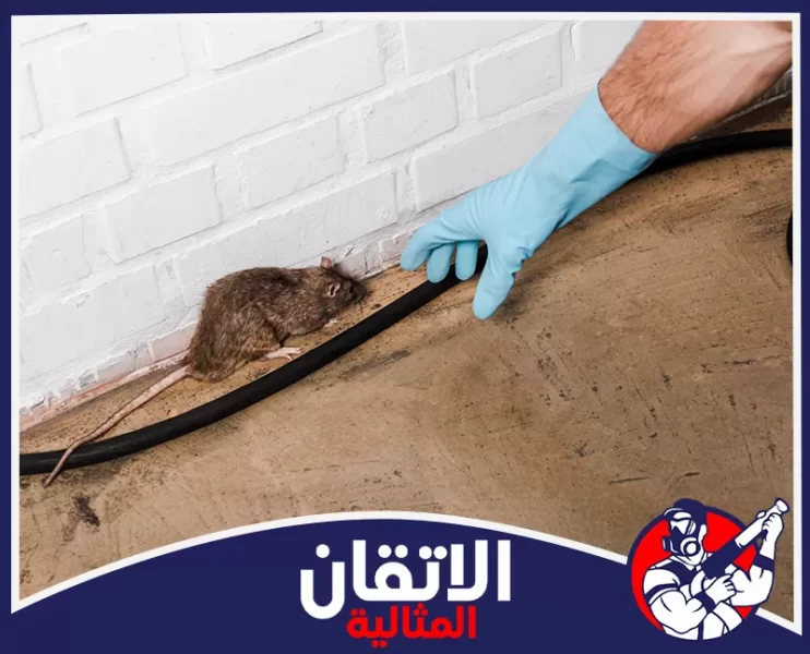 شركة مكافحة القوارض في الظهران