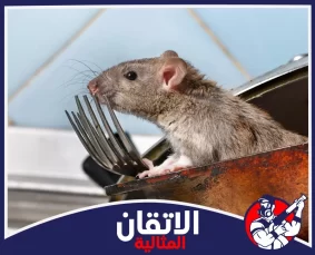 شركة مكافحة القوارض في الأحساء