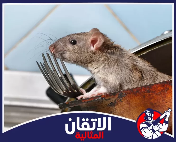 شركة مكافحة القوارض في الأحساء
