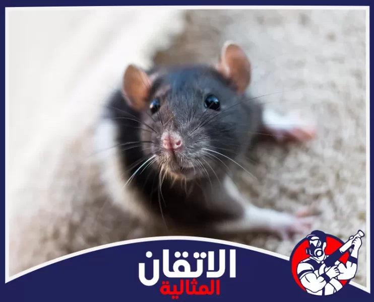 شركة مكافحة القوارض في الجبيل
