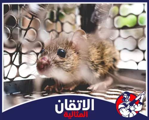 مكافحة الفئران بالمصائد في الدمام 0567008659 أتقان المثالية فأر داخل مصيدة في الدمام، يوضح أهمية مكافحة القوارض والفئران لحماية المنازل والمنشآت من الأضرار والتلوث.