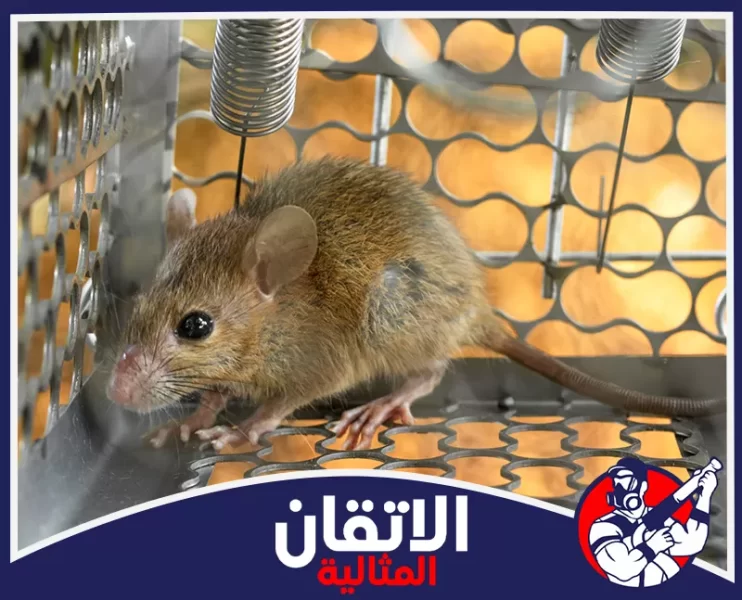 شركة مكافحة القوارض في الدمام