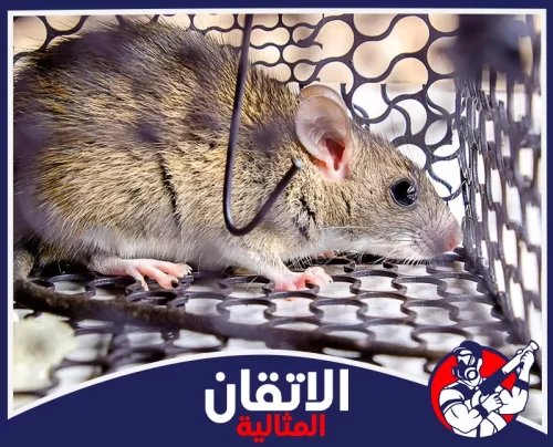 شركة رش الفئران بالدمام 0567008659 أتقان المثالية مصيدة قوارض تحتوي على فأر داخل الدمام، توضح طريقة آمنة للسيطرة على الفئران داخل المنازل والمنشآت.