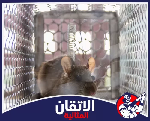 مكافحة القوارض للمنازل في الدمام 0567008659 أتقان المثالية فأر داخل مصيدة معدنية في الدمام، يوضح خدمة مكافحة القوارض والفئران بطريقة آمنة ومنظمة.